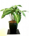 Caladium lindenii